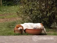 Tư thế ngủ bá đạo của chó 8