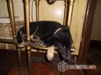 Tư thế ngủ bá đạo của chó 11