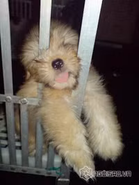 Tư thế ngủ bá đạo của chó 2