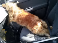 Tư thế ngủ bá đạo của chó 1