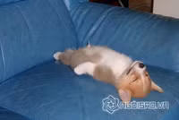 Tư thế ngủ bá đạo của chó 4