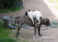 Tư thế ngủ bá đạo của chó 2