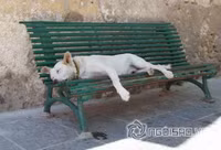 Tư thế ngủ bá đạo của chó 6