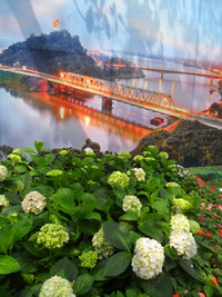 Tiếng vọng xưa Hàm Rồng ảnh 6