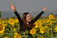 Say mê ngắm thảm hoa Mặt trời ảnh 5