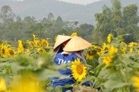 Say mê ngắm thảm hoa Mặt trời ảnh 3