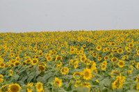 Say mê ngắm thảm hoa Mặt trời ảnh 1