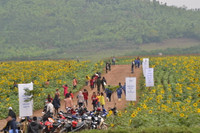 Say mê ngắm thảm hoa Mặt trời ảnh 2