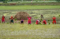 Chùm ảnh hàng nghìn nông dân Nepal mừng Ngày lúa quốc gia