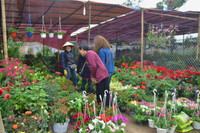 Làng hoa, cây cảnh nhộn nhịp vào Tết ảnh 4