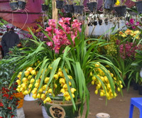 Làng hoa, cây cảnh nhộn nhịp vào Tết ảnh 3