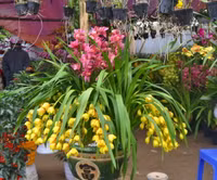 Làng hoa, cây cảnh nhộn nhịp vào Tết ảnh 3