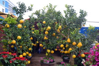 Làng hoa, cây cảnh nhộn nhịp vào Tết ảnh 2