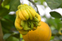 Làng hoa, cây cảnh nhộn nhịp vào Tết ảnh 1