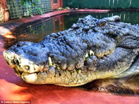 Thợ săn 84 tuổi sống chung với cá sấu lớn nhất thế giới ảnh 5