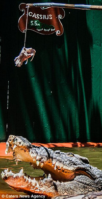 Thợ săn 84 tuổi sống chung với cá sấu lớn nhất thế giới ảnh 4