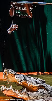 Thợ săn 84 tuổi sống chung với cá sấu lớn nhất thế giới ảnh 4