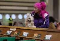 Chùm ảnh những chú chó từ khắp nơi trên thế giới tranh tài tại Anh