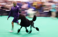 Chùm ảnh những chú chó từ khắp nơi trên thế giới tranh tài tại Anh