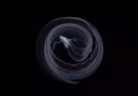 Cuộc thi Nhiếp ảnh Thiên nhiên công bố người chiến thắng