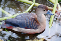 Nuôi chim trời, thu bạc triệu ảnh 3