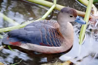 Nuôi chim trời, thu bạc triệu ảnh 3