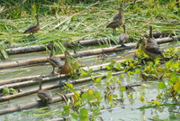 Nuôi chim trời, thu bạc triệu ảnh 16