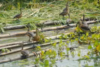 Nuôi chim trời, thu bạc triệu ảnh 16