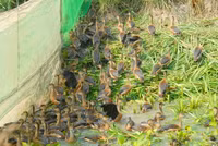 Nuôi chim trời, thu bạc triệu ảnh 19