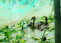 Nuôi chim trời, thu bạc triệu ảnh 7