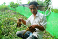 Nuôi chim trời, thu bạc triệu ảnh 13