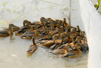 Nuôi chim trời, thu bạc triệu ảnh 17