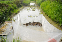 Nuôi chim trời, thu bạc triệu ảnh 5