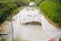 Nuôi chim trời, thu bạc triệu ảnh 5