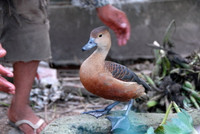 Nuôi chim trời, thu bạc triệu ảnh 18