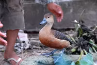 Nuôi chim trời, thu bạc triệu ảnh 18