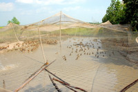 Nuôi chim trời, thu bạc triệu ảnh 10