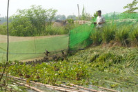 Nuôi chim trời, thu bạc triệu ảnh 8