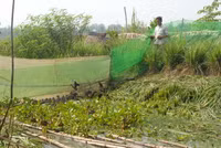 Nuôi chim trời, thu bạc triệu ảnh 8