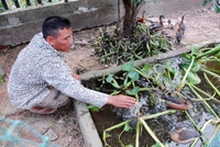 Nuôi chim trời, thu bạc triệu ảnh 12