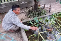 Nuôi chim trời, thu bạc triệu ảnh 12