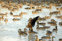 Nuôi chim trời, thu bạc triệu ảnh 9