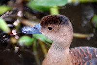 Nuôi chim trời, thu bạc triệu ảnh 14