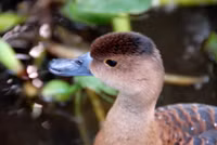 Nuôi chim trời, thu bạc triệu ảnh 14