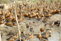 Nuôi chim trời, thu bạc triệu ảnh 2