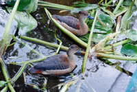 Nuôi chim trời, thu bạc triệu ảnh 20