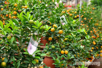 Hàng độc quất bonsai giá chục triệu cho thuê chơi Tết - ảnh 14