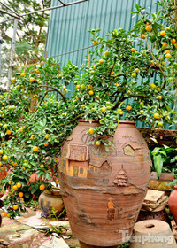 Hàng độc quất bonsai giá chục triệu cho thuê chơi Tết - ảnh 11