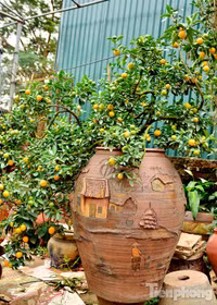 Hàng độc quất bonsai giá chục triệu cho thuê chơi Tết - ảnh 11