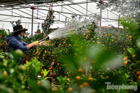 Hàng độc quất bonsai giá chục triệu cho thuê chơi Tết - ảnh 15